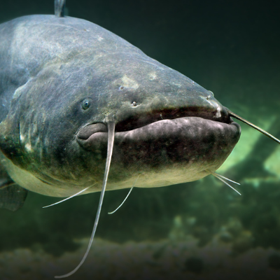 Cat fishing
