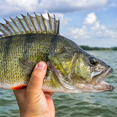 Spin fishing